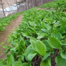 청정농장 이미지