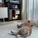 경남메디칼 | 경남 김해 CU메디칼 강아지 산소방 렌탈 후기