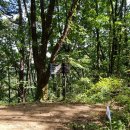 치악산둘레길 9코스 자작나무길 이미지