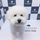 VIP동물의료센터 서초동작점 이미지