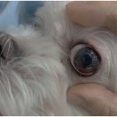 남창미르동물병원 이미지