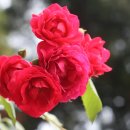 H9291 Daum카페