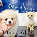 우주펫애견미용 | 애견미용 도안동 확장이전오픈 우주펫♡포메라니안 포메곰돌이컷미용 강아지배넷미용 #테일러쉬버블...