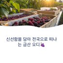 오디 포장에 딱 맞춘 스티로폼박스 납품 후기 🍇