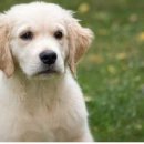 하얀강아지 이미지