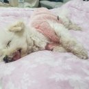 낼름&애견샵 이미지