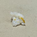 수정소반 | [서울/강남·신사] 스시단심 강지문｜압구정 하이엔드 스시야 가오픈 디너 오마카세 후기