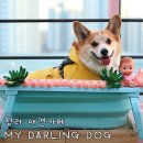 마이달링독 이미지