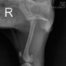 행복한종합동물병원 이미지