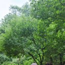 소나무공원 이미지