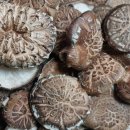 참나무원목표고버섯노지화고세일판매 이미지