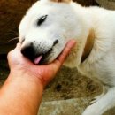 젖소목장 이미지