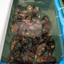 청담수산영어조합법인