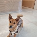 딩가댕가 이미지