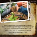 커피나무`S