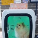 주식회사 펫츠 원 이미지