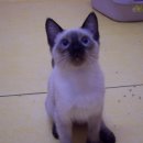 괴정4동-4 이미지