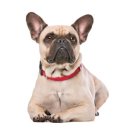 지성동물병원 이미지