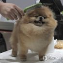 AP 동물병원 이미지