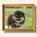 에덴퍼피 이미지