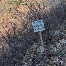미라주포레스트
