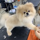 베스트강북애견미용학원 이미지