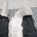 고양이 미용실 방울선생 이미지