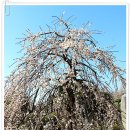 대영농원 이미지