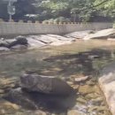 읍내IC충전소 | 🌄 대야산 용추계곡 – 울창한 숲과 청정 계류가 빚어낸 천혜의 비경