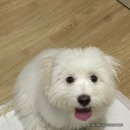 뭉티의 하루 이미지