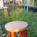 가행나무 이미지