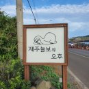 제주늘보의오후