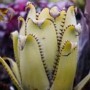 플로리다 농장 | 브로멜리아드 농장 공동 구매 리스트 (애크메아)