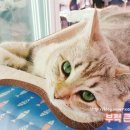 다니옹 | [네티] 부쩍 큰 네티!