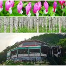 자작나무숲펜션 이미지