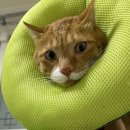 아베텍 | 고양이 알러지 검사 눈 증상 그린벳 후기