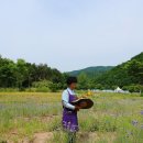 농업회사법인(주)상월 | 평창가볼만한곳 평창라벤더팜 / 강원도여행