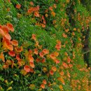 뚝섬한강공원-28 이미지