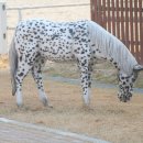 홍성군승마장 이미지