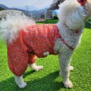 강아지 멋내기 이미지