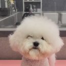 우한수 애견미용실 이미지