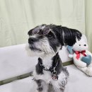 댕댕다방 이미지