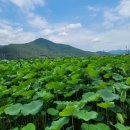 연근농장 이미지