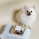 퍼피버스데이 이미지