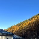 숲속의 휴식 | [충남] 국립금산자연휴양림 정이품송 숲속의집 예약·숙소 후기 예약꿀팁