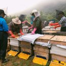 민두벌꿀 이미지