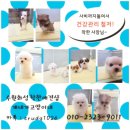 사비켄넬 네이버블로그