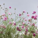 아리랑행정사합동사무소 이미지