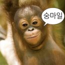 고릴라쿡 | [토익스피킹] 첫트 AL 후기