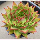 철화농장 이미지